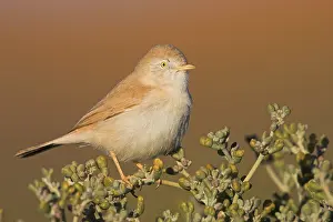 African Desert Warbler (Sylvia deserti)