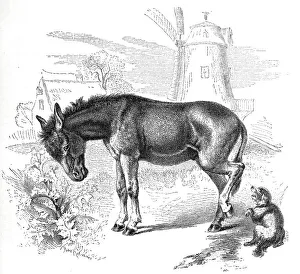 African donkey (Equus africanus)