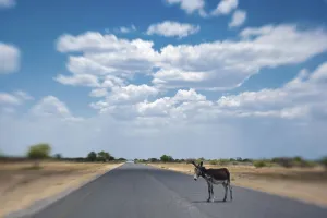 African donkey (Equus africanus) on the highway