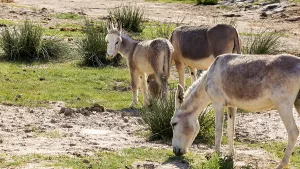 African donkey (Equus asinus), Namibia, Africa