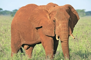 African Elephant bull (Loxodonta africana) in the morning light