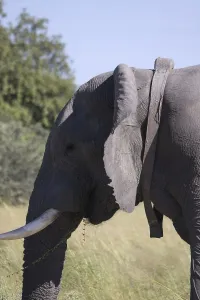 African elephant, elephants, mammals