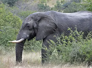 An African Elephant in the Kruger Park