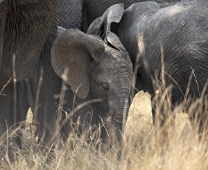 African elephant (Loxodonta africana)