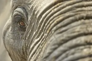 African Elephant (Loxodonta africana)