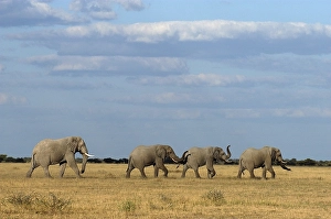African Elephant (Loxodonta africana)