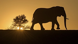 African elephant (Loxodonta africana)