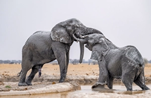 African elephant (Loxodonta africana)