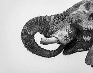 African elephant (Loxodonta africana)