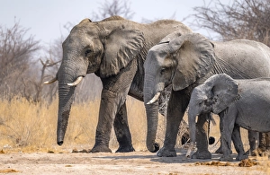 African elephant (Loxodonta africana)