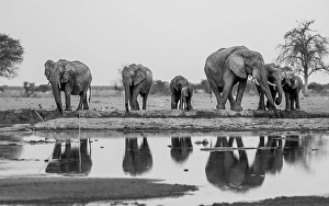 African elephant (Loxodonta africana)