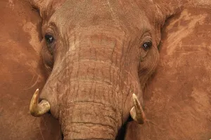African Elephant (Loxodonta africana)