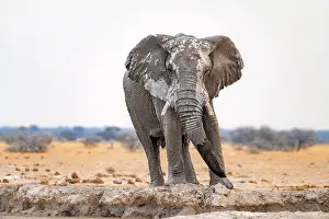 African elephant (Loxodonta africana)