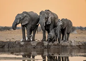 African elephant (Loxodonta africana)