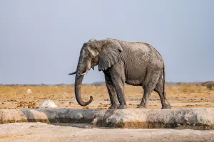 African elephant (Loxodonta africana)