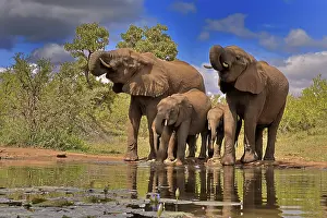 African elephant (Loxodonta africana)