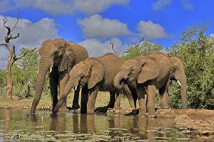 African elephant (Loxodonta africana)