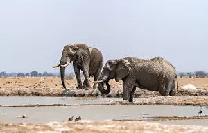 African elephant (Loxodonta africana)