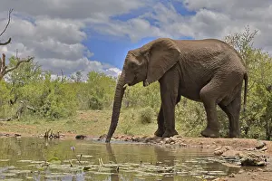 African elephant (Loxodonta africana)