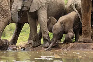 African elephant (Loxodonta africana)