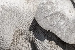 African elephant (Loxodonta africana)