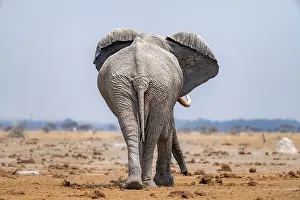 African elephant (Loxodonta africana)