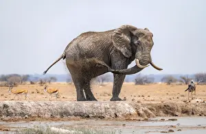 African elephant (Loxodonta africana)
