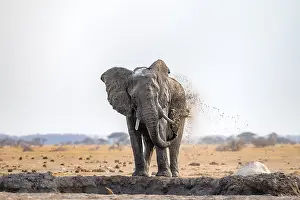 African elephant (Loxodonta africana)
