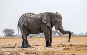 African elephant (Loxodonta africana)