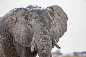 African elephant (Loxodonta africana)