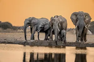 African elephant (Loxodonta africana)