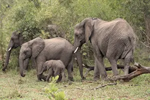 African elephant (Loxodonta africana)