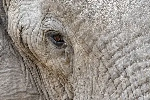 African elephant (Loxodonta africana)