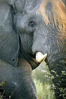 African elephant (Loxodonta africana)