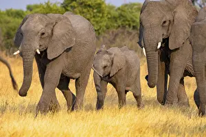 African elephant (Loxodonta africana)