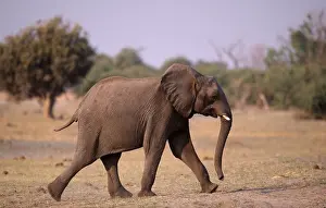 African elephant (Loxodonta africana)