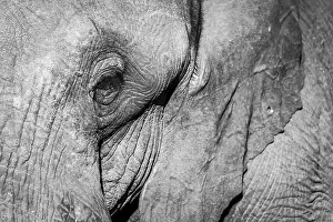 African Elephant (Loxodonta africana)