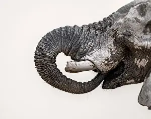African elephant (Loxodonta africana)