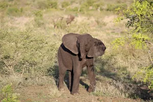African elephant (Loxodonta africana)