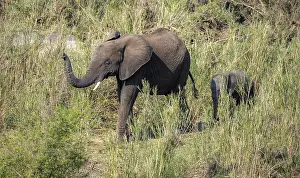 African elephant (Loxodonta africana)