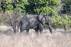 African elephant (Loxodonta africana)