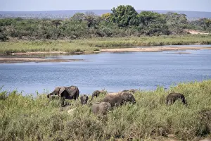 African elephant (Loxodonta africana)