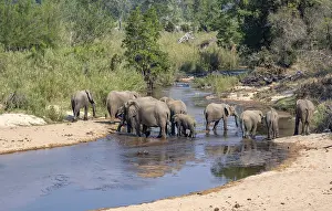 African elephant (Loxodonta africana)