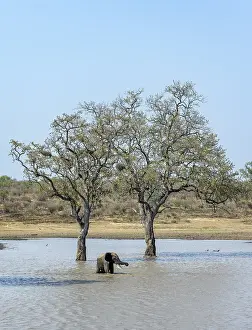 African elephant (Loxodonta africana)