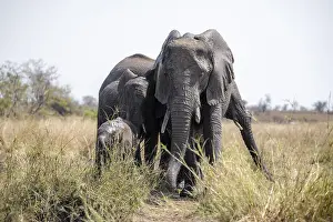 African elephant (Loxodonta africana)
