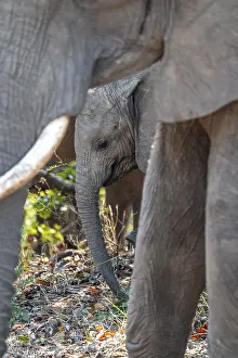 African elephant (Loxodonta africana)