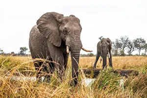 African elephant (Loxodonta africana)