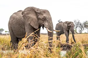 African elephant (Loxodonta africana)