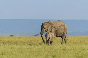 African elephant (Loxodonta africana)