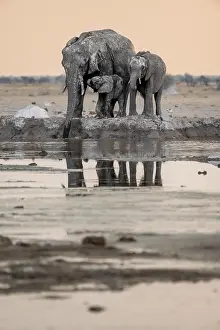 African elephant (Loxodonta africana)